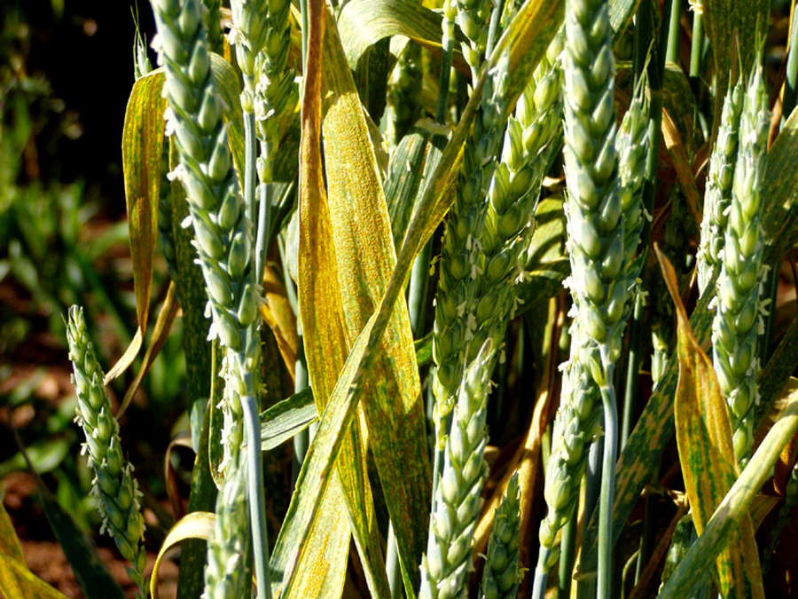 Wheat with dry tissue and rust spots